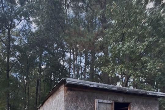 Old weathered shed in a wooded backyard before demolition